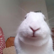 inu