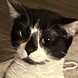Maya