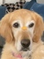 Didi_dog