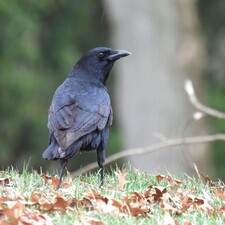 Corvus
