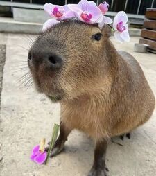 capybara