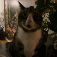 Maja