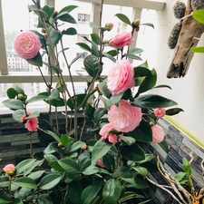 Nguyễn Ngọc Hương