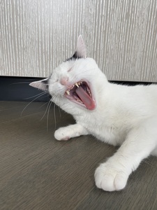 Cara