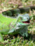 Iguanaa...