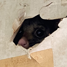 Xavier