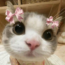 ⋅˚₊‧ Silkrumark ‧₊˚ ⋅