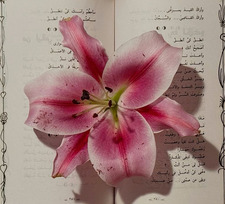 layal