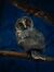Gothica Noctua