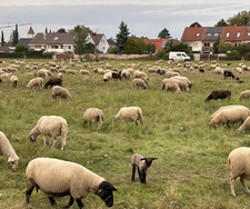 perrydasschnabeltier