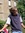 Josse