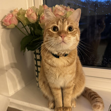 Michael Page-Mitchell