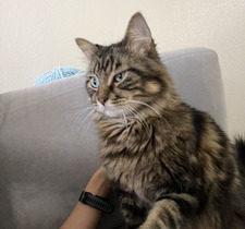 Nomi