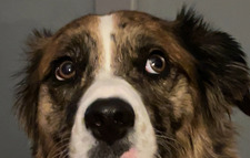 Professional  Book Reader