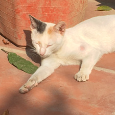 Minh Trang