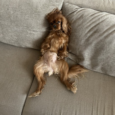 Indrė Vilkevičiūtė