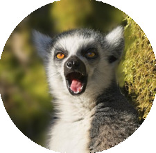 Lemur