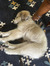Greta S...