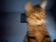 *ੈ✩‧₊˚ sasha *ੈ✩‧₊˚