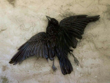 corvidae