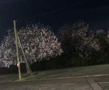 Daisy ⋆｡ﾟ☁︎｡⋆｡ ﾟ☾ ﾟ｡⋆