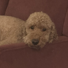 Nicolas