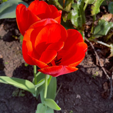 Lily