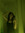 Rebeca