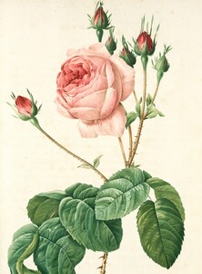 حدائق غاردينيا