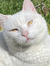 Antonia (antoniaslonelybookclub)