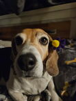 Maya