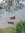 Lucy_westerna