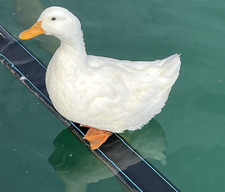 Ara A