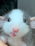 Nele