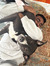 Tarun M...