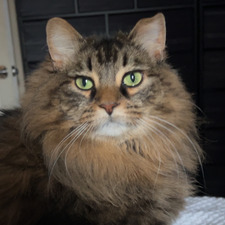 Hailey