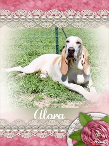 Alora