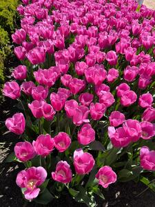 Lucía Pérez Herranz