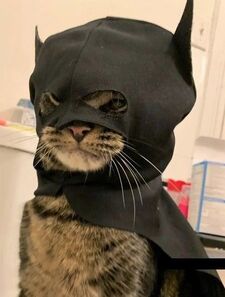 Bat Cat