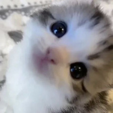 sah ♡
