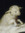 Sealy