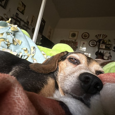 Stella