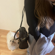 Arii