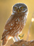Noctua