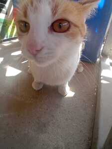 Marcan Daria-Andreea