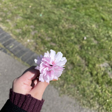 simra&#x1f338;