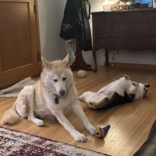 Gabriel Wounded Head