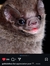 Tarrah