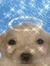 bobbie ୨୧