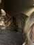 Allie